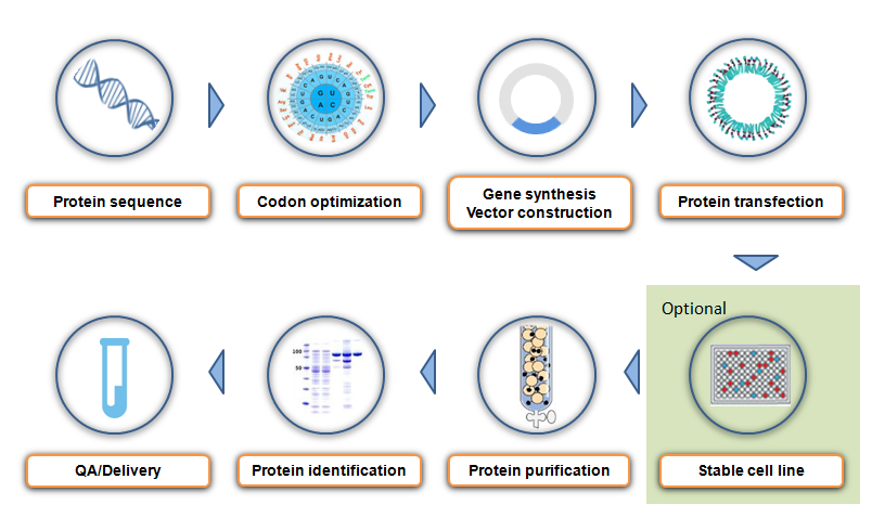 Mammalian Protein Expression System Biologicscorp