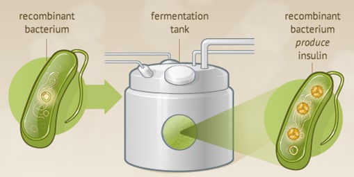 High Cell Density Fermentation-Biologicscorp