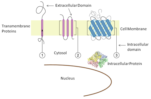 protein-purification-membrane-associated-proteins